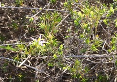 Calectasia narragara