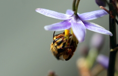 Mellitidia tomentifera