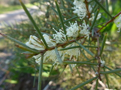 Hakea rugosa