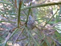 Hakea rugosa
