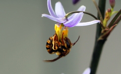 Mellitidia tomentifera