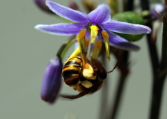 Mellitidia tomentifera