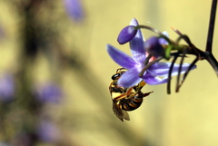 Mellitidia tomentifera