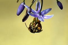 Mellitidia tomentifera