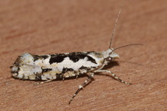Ypsolopha sequella