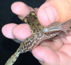 Lithobates kauffeldi