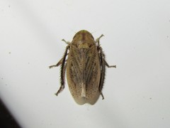 Negosiana dualis