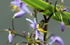 Palaeorhiza disrupta