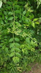 Zanthoxylum schinifolium
