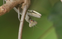 Sphodropoda quinquedens
