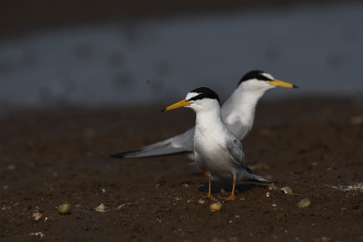 Saunders's Tern