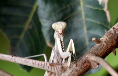 Sphodropoda quinquedens