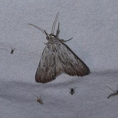 Oncocnemidinae