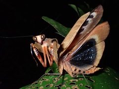 Deroplatys desiccata