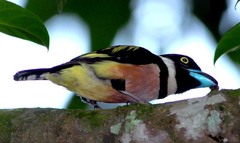 Eurylaimus ochromalus