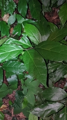 Calycanthus floridus