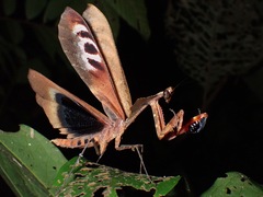 Deroplatys desiccata