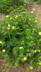 Potentilla