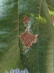 Phytoptus erinotes