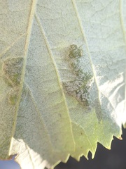 Phytoptus erinotes