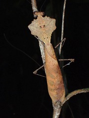 Deroplatys desiccata