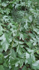 Crataegus pinnatifida