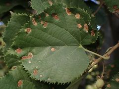 Phytoptus erinotes