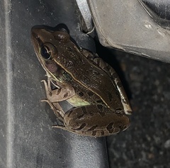 Lithobates kauffeldi