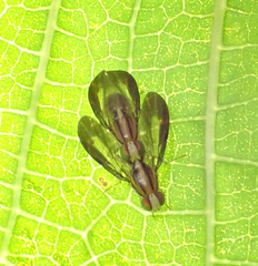 Clusiosomina puncticeps