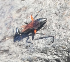 Chalybion femoratum