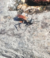 Chalybion femoratum