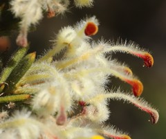 Grevillea pilulifera