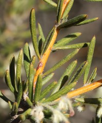 Grevillea pilulifera