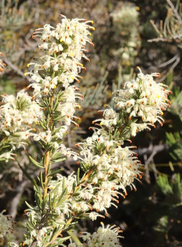 Grevillea pilulifera (Lindl.) Druce