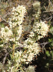 Grevillea pilulifera