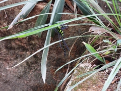 Polycanthagyna erythromelas