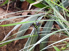 Polycanthagyna erythromelas