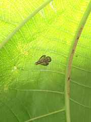 Clusiosomina puncticeps