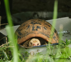 Indotestudo elongata