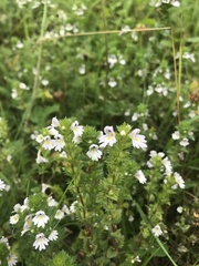 Euphrasia pectinata