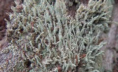 Cladonia rigida
