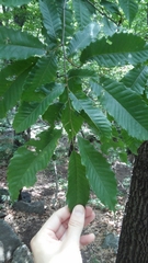 Castanea crenata