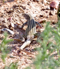 Aspidoscelis neotesselatus