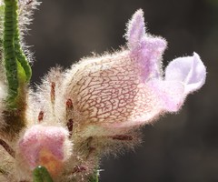 Hemiphora bartlingii