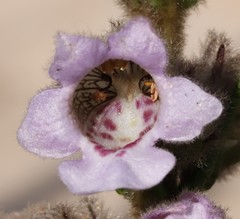 Hemiphora bartlingii