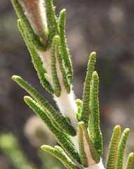 Hemiphora bartlingii