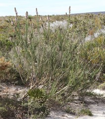 Hemiphora bartlingii