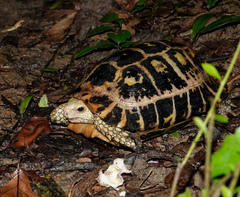 Indotestudo elongata