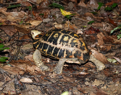 Indotestudo elongata