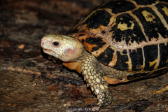 Indotestudo elongata